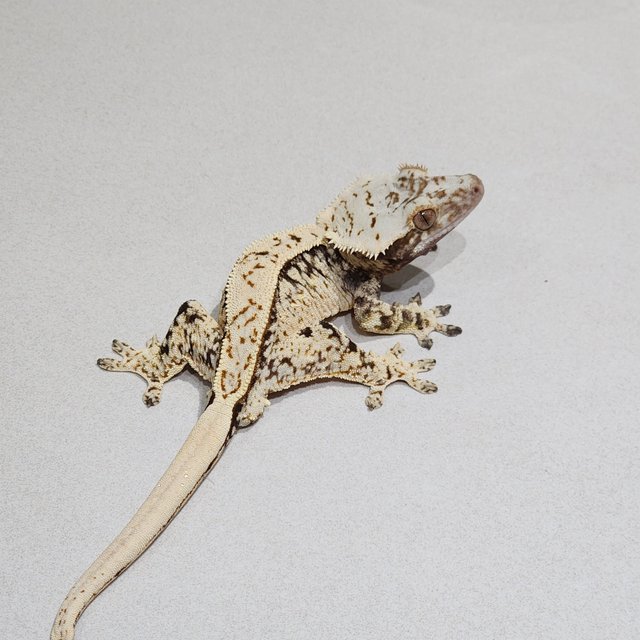 Brindle Extreme Harlequin White Spot