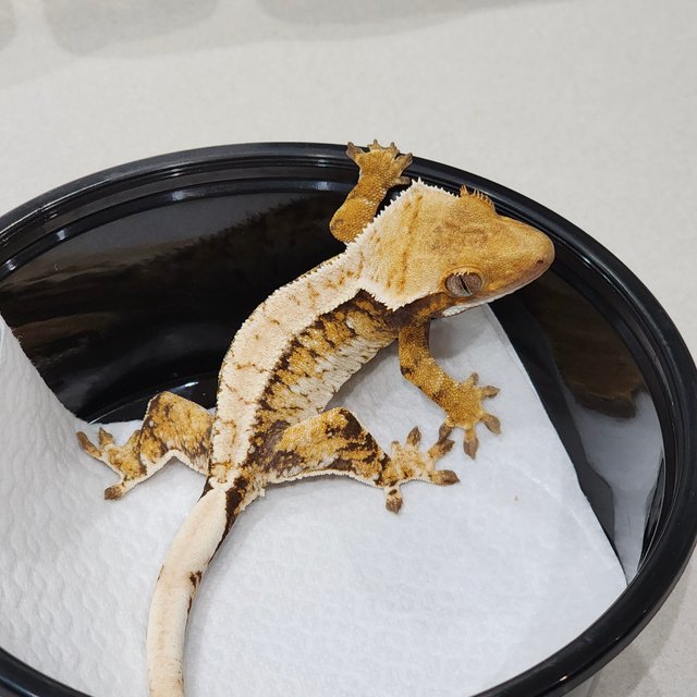 화이트핀 화이트크라운 트라이 익스트림할리퀸 화이트스팟