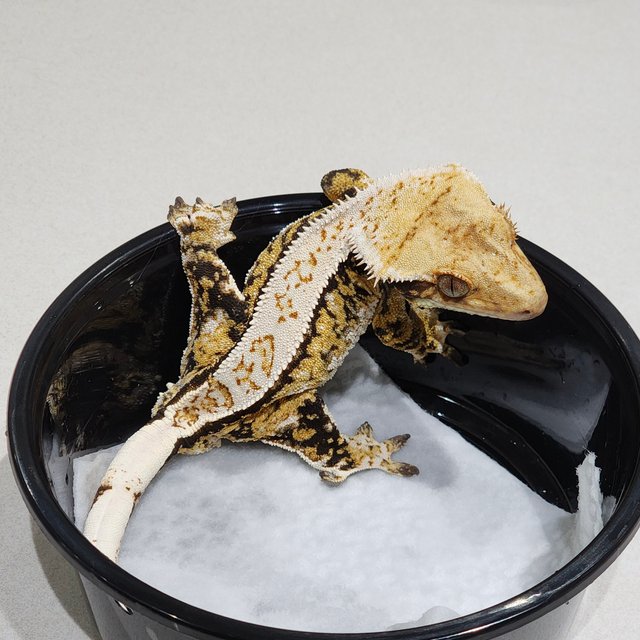 White Crown White Pin Tri Extreme Harlequin Drippy