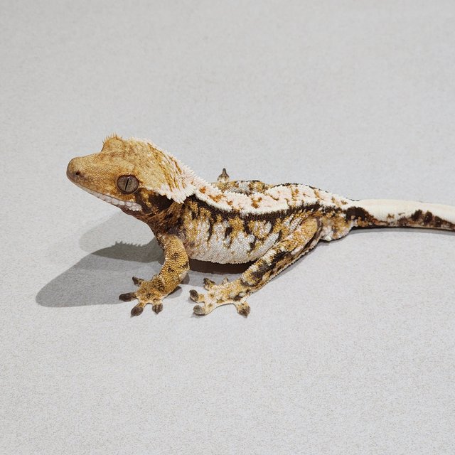 White Crown Tri Extreme Harlequin White Spot