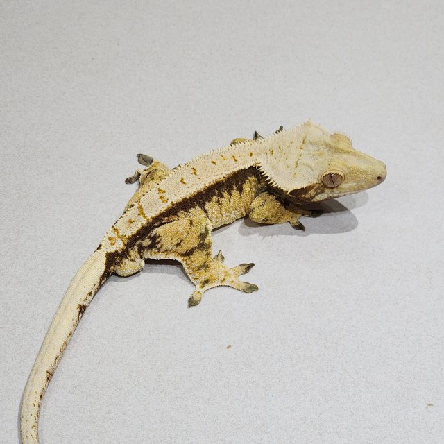 드리피 트라이 익스트림할리퀸