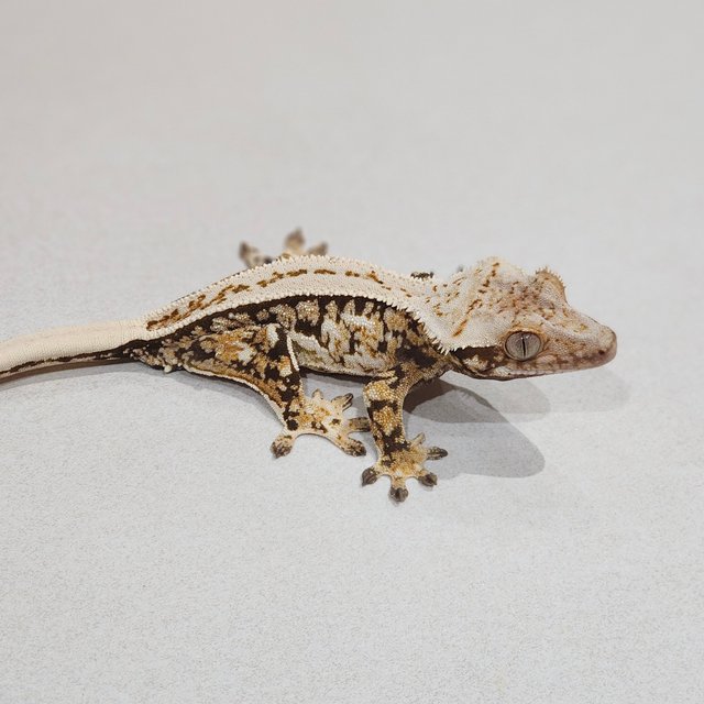 White Spot Quad Full Pinstripe