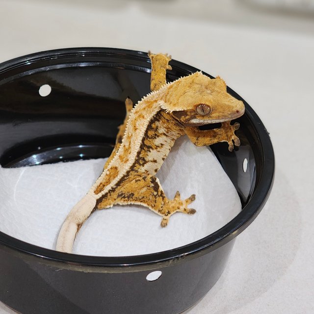 White Crown Drippy Tri Extreme Harlequin White Spot