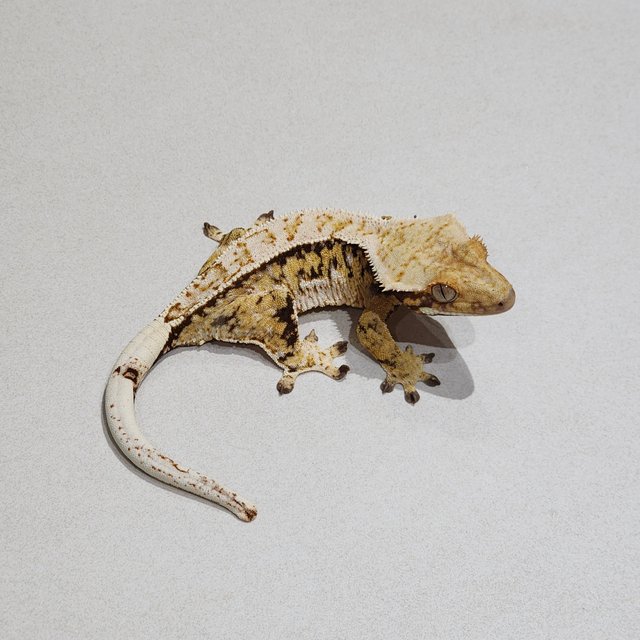 Extreme Harlequin Tri Zengex