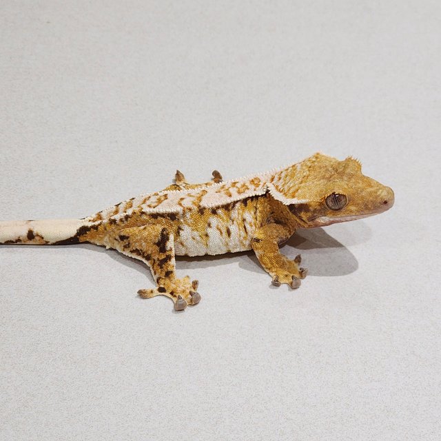 Tri White Crown White Spot Extreme Harlequin