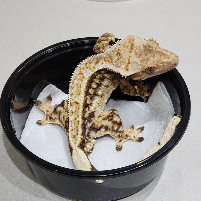 풀핀 화이트크라운 드리피 쿼드