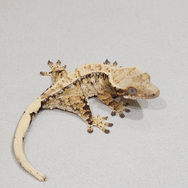 Drippy Tri Extreme Harlequin White Spot White Pin