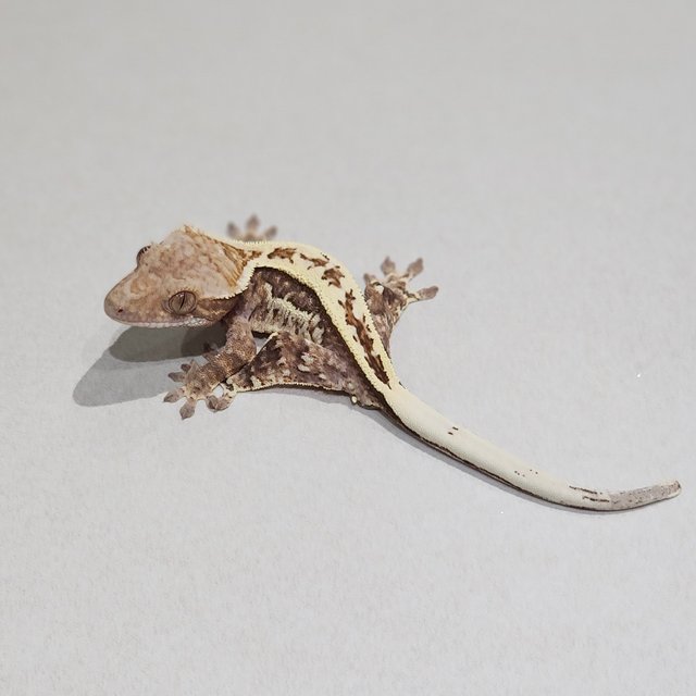 풀핀 화이트핀 카푸치노