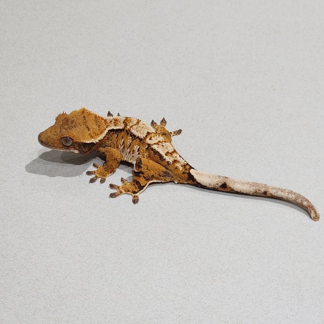 White Pin Tri Extreme Harlequin White Spot