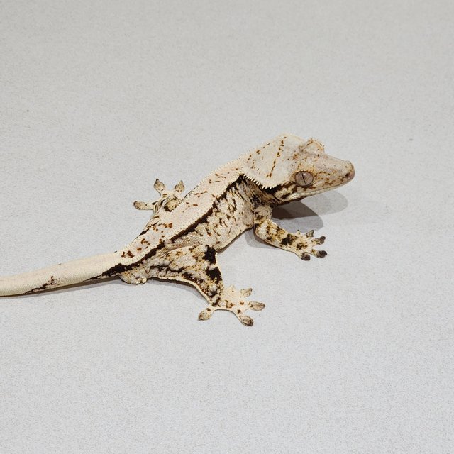 Extreme Harlequin Tri