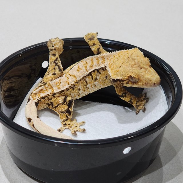 Extreme Harlequin Tri White Spot