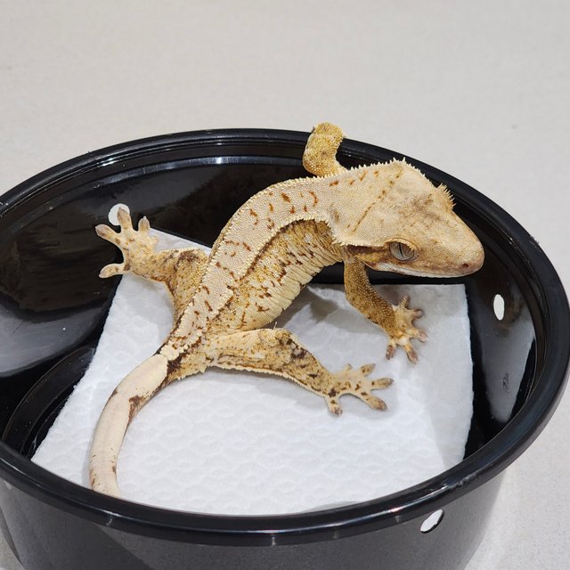 Tri Extreme Harlequin White Spot