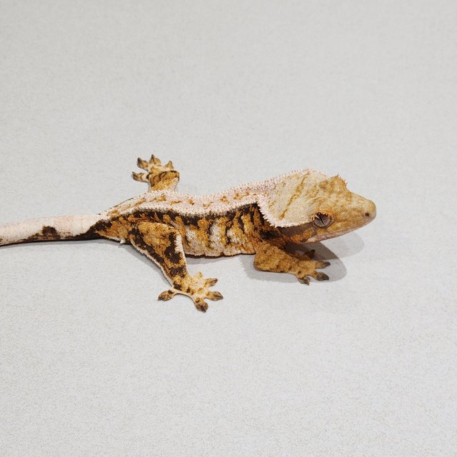 White Pin Drippy Tri Extreme Harlequin