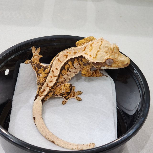 트라이 익스트림할리퀸 화이트스팟