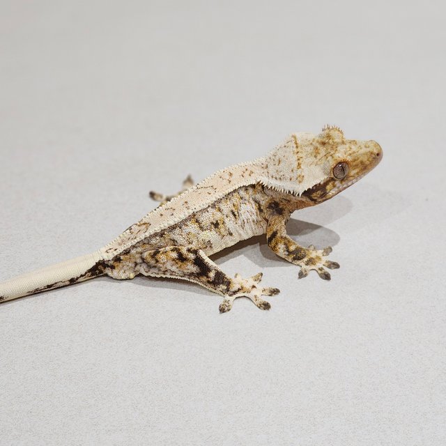 Tri Drippy Extreme Harlequin Quad White Spot