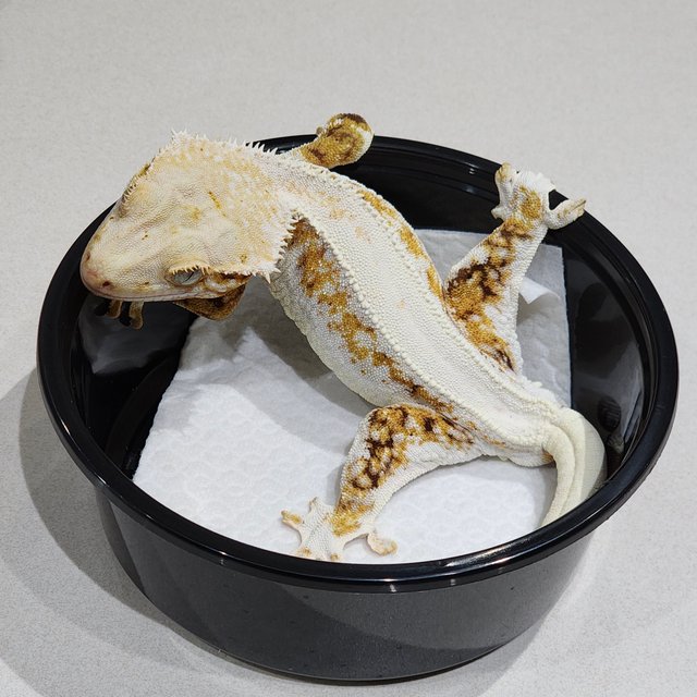 트라이 릴리화이트 솔리드백