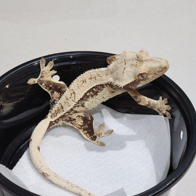 Drippy Full Pinstripe White Spot Quad