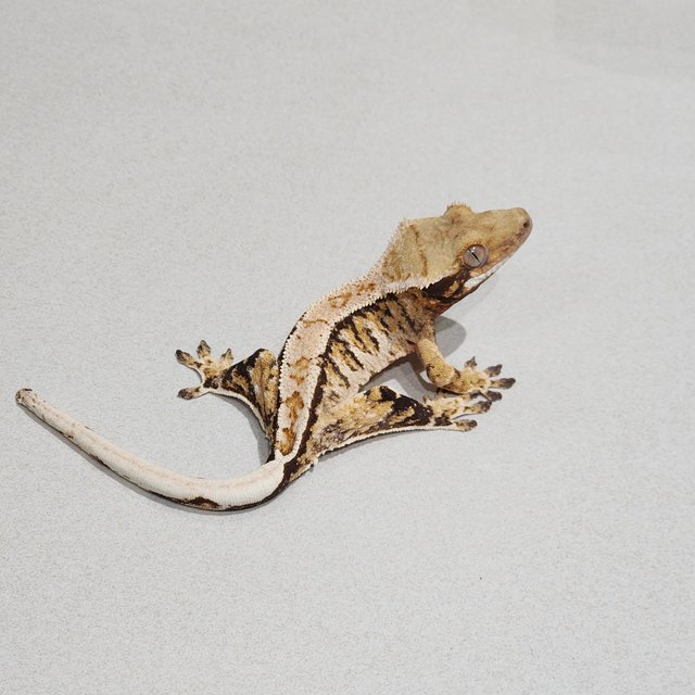 Tri Extreme Harlequin White Pin White Spot