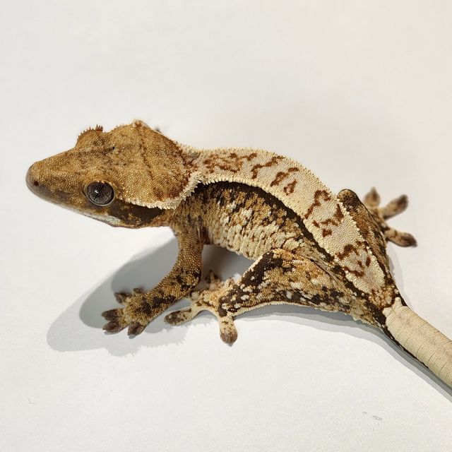 Extreme Harlequin Tri White Spot White Pin