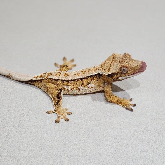 Tri Extreme Harlequin