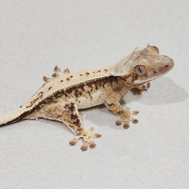 Full Pinstripe Drippy White Spot Zengex