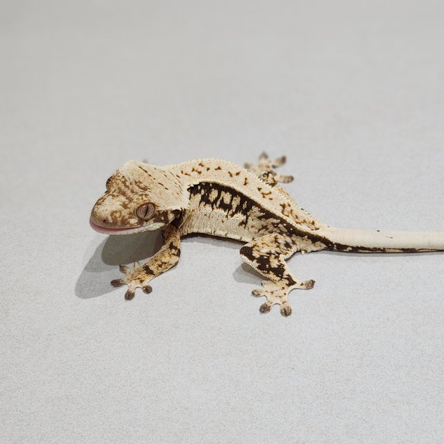 Full Pinstripe Drippy Quad White Spot
