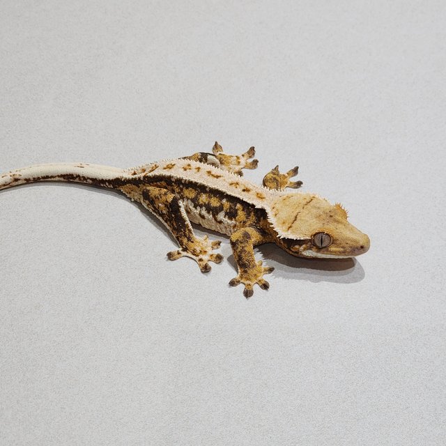 Tri Emily Barb Extreme Harlequin White Pin