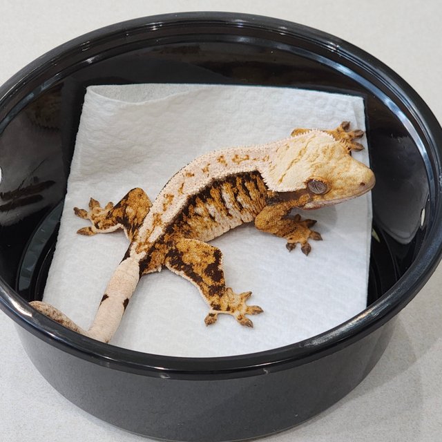 드리피 트라이 익스트림할리퀸 화이트핀