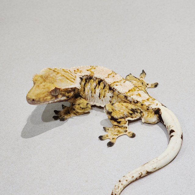 Drippy Tri Extreme Harlequin White Pin White Crown White Spot
