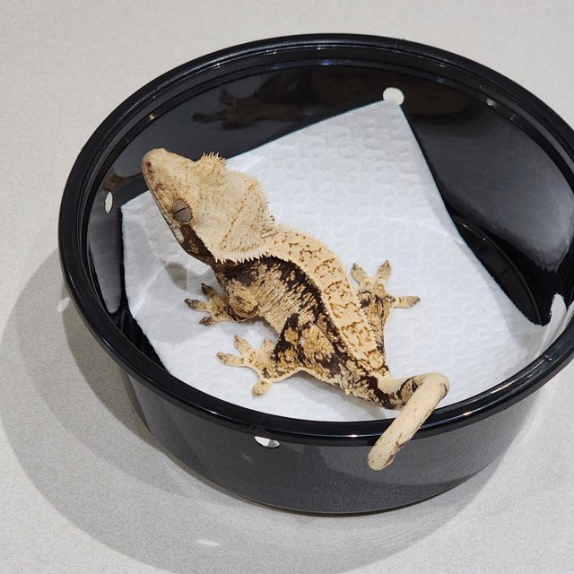 드리피 플레임 화이트스팟