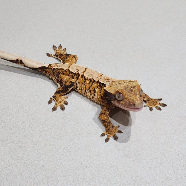 Tri White Spot Extreme Harlequin