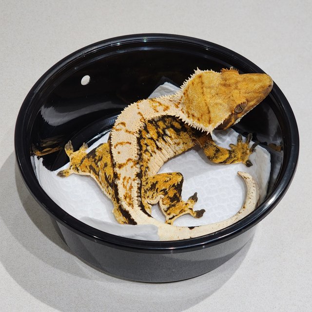 White Crown Tri Extreme Harlequin