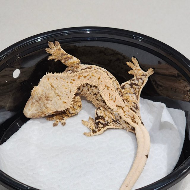 화이트스팟 트라이 익스트림할리퀸 드리피