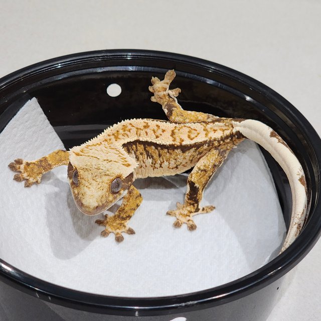 White Crown Drippy Tri Extreme Harlequin White Spot