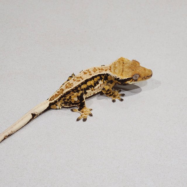 Zengex Tri White Pin Extreme Harlequin Drippy