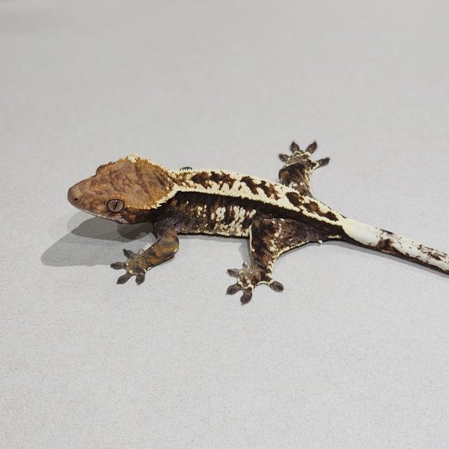 Cappuccino White Pin