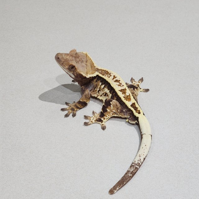 카푸치노 화이트핀