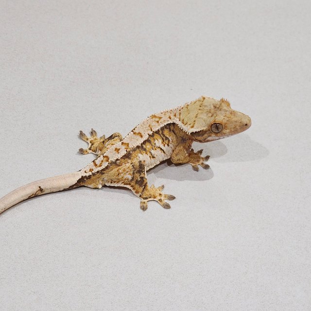 Tri Extreme Harlequin White Pin