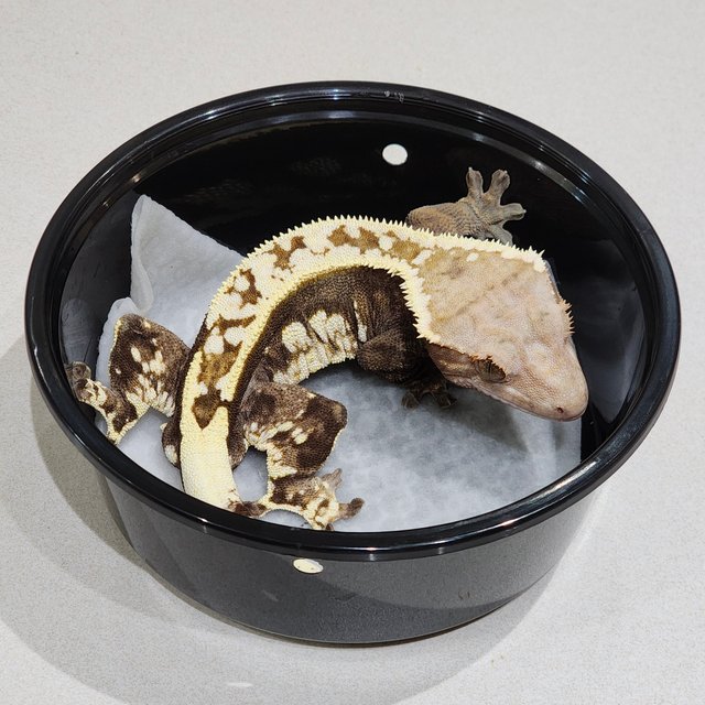 화이트크라운 카푸치노