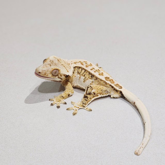 White Pin White Spot Full Pinstripe White Crown Drippy