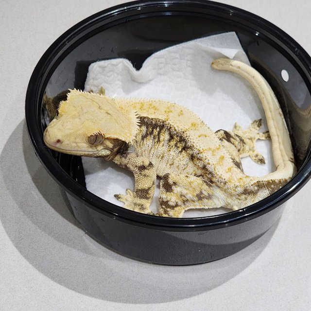 드리피 트라이 익스트림할리퀸 화이트스팟 화이트크라운