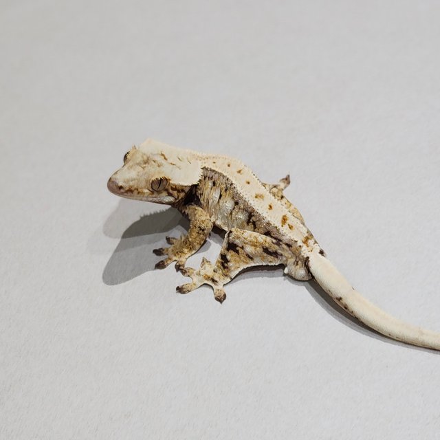 Zengex Tri Drippy White Spot