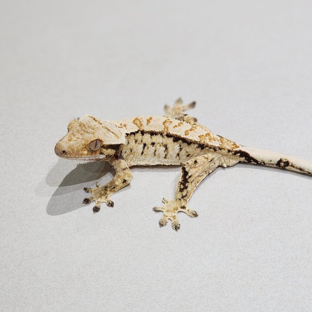 Tri Drippy White Spot