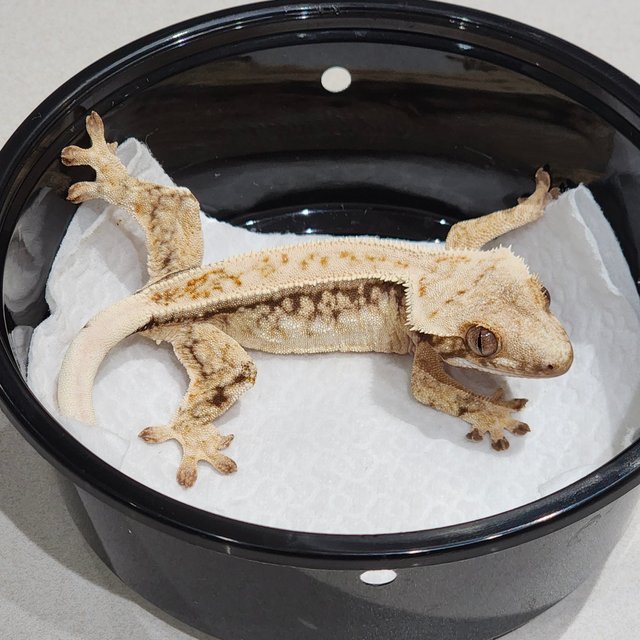 풀핀 드리피 화이트스팟