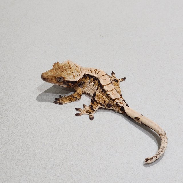 Drippy White Pin White Spot Tri Extreme Harlequin