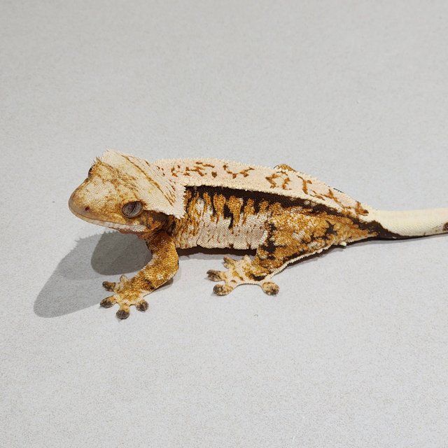 Extreme Harlequin Tri White Pin White Spot White Crown