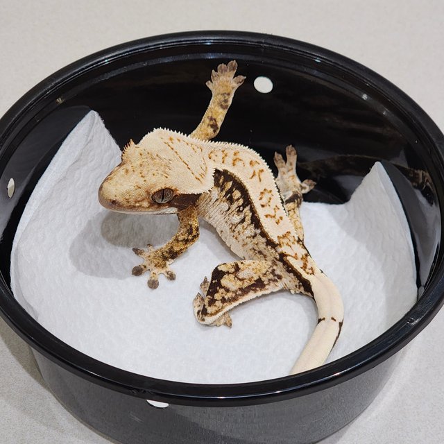 Drippy Quad White Spot Tri