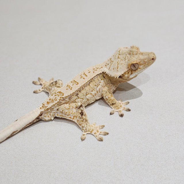 Drippy White Spot Tri Quad White Crown