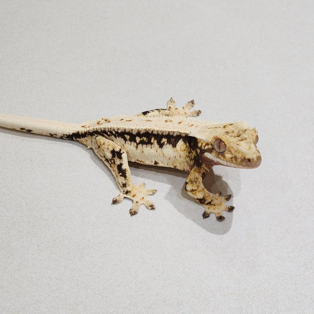 Drippy Quad White Spot