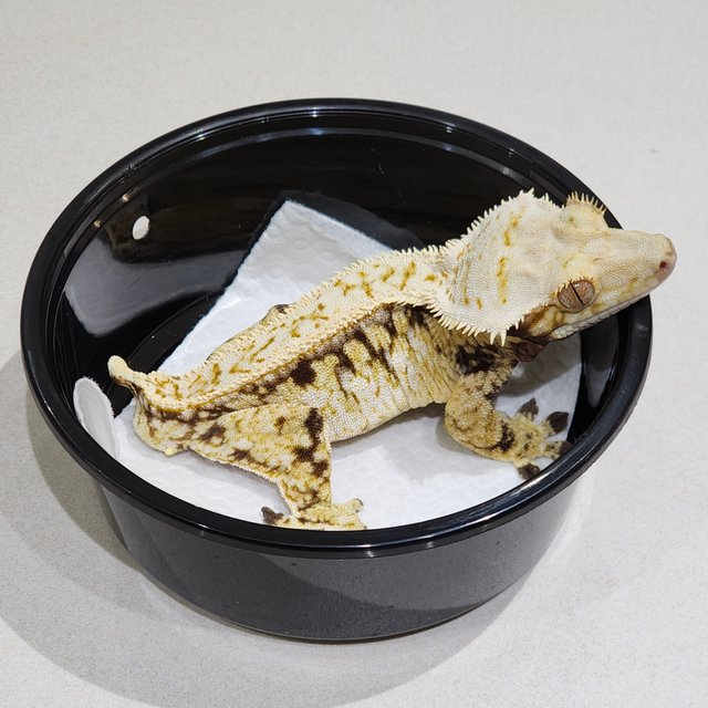 드리피 화이트스팟 화이트크라운